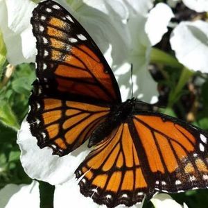 Meet your Posher, Rebecca